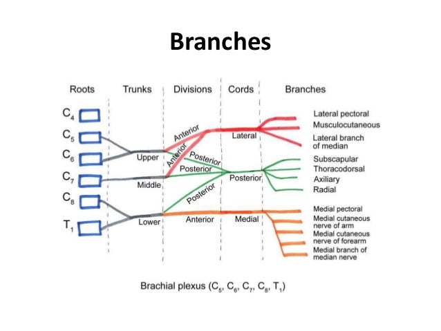 Anatomy of brachial plexus brachial vein diagram 