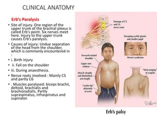 ANATOMY OF BRACHIAL PLEXUS presentation.pptx