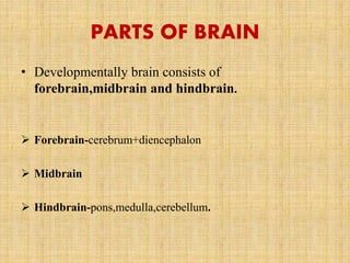 PARTS OF BRAIN
• Developmentally brain consists of
forebrain,midbrain and hindbrain.
 Forebrain-cerebrum+diencephalon
 Midbrain
 Hindbrain-pons,medulla,cerebellum.
 