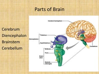 Parts of Brain
Cerebrum
Diencephalon
Brainstem
Cerebellum
 
