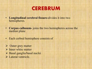 CEREBRUM
• Longitudinal cerebral fissure-divides it into two
hemispheres.
• Corpus callosum- joins the two hemispheres across the
median plane
• Each cerbral hemisphere consists of
 Outer grey matter
 Inner white matter
 Basal ganglia/basal nuclei
 Lateral ventricle.
 