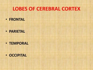 LOBES OF CEREBRAL CORTEX
• FRONTAL
• PARIETAL
• TEMPORAL
• OCCIPITAL
 