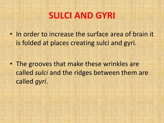 SULCI AND GYRI
• In order to increase the surface area of brain it
is folded at places creating sulci and gyri.
• The grooves that make these wrinkles are
called sulci and the ridges between them are
called gyri.
 