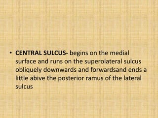 • CENTRAL SULCUS- begins on the medial
surface and runs on the superolateral sulcus
obliquely downwards and forwardsand ends a
little abive the posterior ramus of the lateral
sulcus
 