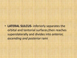 • LATERAL SULCUS- inferiorly separates the
orbital and tentorial surfaces,then reaches
superolaterally and divides into anterior,
ascending and posterior rami
 