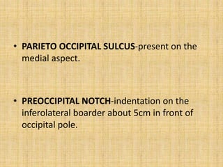 • PARIETO OCCIPITAL SULCUS-present on the
medial aspect.
• PREOCCIPITAL NOTCH-indentation on the
inferolateral boarder about 5cm in front of
occipital pole.
 