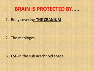 BRAIN IS PROTECTED BY.....
1. Bony covering-THE CRANIUM
2. The meninges
3. CSF-in the sub arachnoid space
 