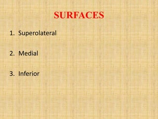 SURFACES
1. Superolateral
2. Medial
3. Inferior
 