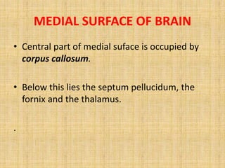 MEDIAL SURFACE OF BRAIN
• Central part of medial suface is occupied by
corpus callosum.
• Below this lies the septum pellucidum, the
fornix and the thalamus.
.
 