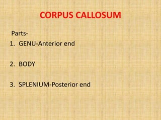 CORPUS CALLOSUM
Parts-
1. GENU-Anterior end
2. BODY
3. SPLENIUM-Posterior end
 