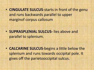 • CINGULATE SULCUS-starts in front of the genu
and runs backwards parallel to upper
marginof corpus callosum
• SUPRASPLENIAL SULCUS- lies above and
parallel to splenium.
• CALCARINE SULCUS-begins a little below the
splenium and runs towards occipital pole. It
gives off the parietooccipital sulcus.
 
