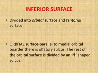 INFERIOR SURFACE
• Divided into orbital surface and tentorial
surface.
• ORBITAL surface-parallel to medial orbital
boarder there is olfatory sulcus. The rest of
the orbital surface is divided by an ‘H’ shaped
sulcus.
 