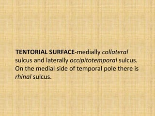 TENTORIAL SURFACE-medially collateral
sulcus and laterally occipitotemporal sulcus.
On the medial side of temporal pole there is
rhinal sulcus.
 