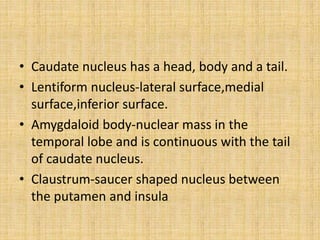 • Caudate nucleus has a head, body and a tail.
• Lentiform nucleus-lateral surface,medial
surface,inferior surface.
• Amygdaloid body-nuclear mass in the
temporal lobe and is continuous with the tail
of caudate nucleus.
• Claustrum-saucer shaped nucleus between
the putamen and insula
 
