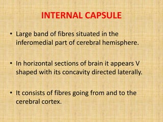 INTERNAL CAPSULE
• Large band of fibres situated in the
inferomedial part of cerebral hemisphere.
• In horizontal sections of brain it appears V
shaped with its concavity directed laterally.
• It consists of fibres going from and to the
cerebral cortex.
 