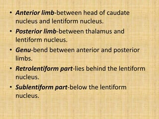 • Anterior limb-between head of caudate
nucleus and lentiform nucleus.
• Posterior limb-between thalamus and
lentiform nucleus.
• Genu-bend between anterior and posterior
limbs.
• Retrolentiform part-lies behind the lentiform
nucleus.
• Sublentiform part-below the lentiform
nucleus.
 
