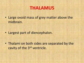 THALAMUS
• Large ovoid mass of grey matter above the
midbrain.
• Largest part of diencephalon.
• Thalami on both sides are separated by the
cavity of the 3rd ventricle.
 