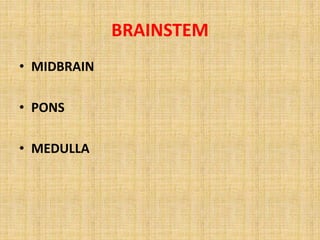 BRAINSTEM
• MIDBRAIN
• PONS
• MEDULLA
 