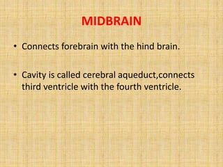MIDBRAIN
• Connects forebrain with the hind brain.
• Cavity is called cerebral aqueduct,connects
third ventricle with the fourth ventricle.
 