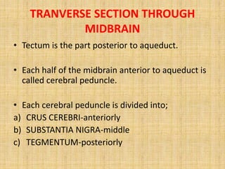 TRANVERSE SECTION THROUGH
MIDBRAIN
• Tectum is the part posterior to aqueduct.
• Each half of the midbrain anterior to aqueduct is
called cerebral peduncle.
• Each cerebral peduncle is divided into;
a) CRUS CEREBRI-anteriorly
b) SUBSTANTIA NIGRA-middle
c) TEGMENTUM-posteriorly
 
