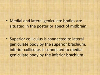 • Medial and lateral geniculate bodies are
situated in the posterior apect of midbrain.
• Superior colliculus is connected to lateral
geniculate body by the superior brachium,
inferior colliculus is connected to medial
geniculate body by the inferior brachium.
 