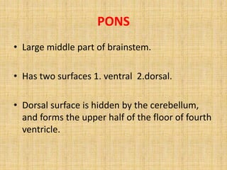 PONS
• Large middle part of brainstem.
• Has two surfaces 1. ventral 2.dorsal.
• Dorsal surface is hidden by the cerebellum,
and forms the upper half of the floor of fourth
ventricle.
 