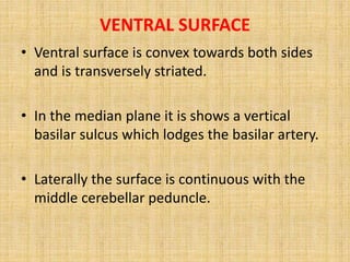 VENTRAL SURFACE
• Ventral surface is convex towards both sides
and is transversely striated.
• In the median plane it is shows a vertical
basilar sulcus which lodges the basilar artery.
• Laterally the surface is continuous with the
middle cerebellar peduncle.
 