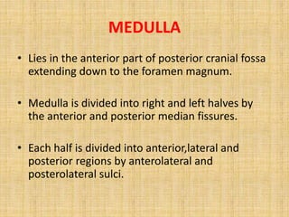 MEDULLA
• Lies in the anterior part of posterior cranial fossa
extending down to the foramen magnum.
• Medulla is divided into right and left halves by
the anterior and posterior median fissures.
• Each half is divided into anterior,lateral and
posterior regions by anterolateral and
posterolateral sulci.
 