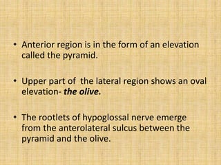 • Anterior region is in the form of an elevation
called the pyramid.
• Upper part of the lateral region shows an oval
elevation- the olive.
• The rootlets of hypoglossal nerve emerge
from the anterolateral sulcus between the
pyramid and the olive.
 