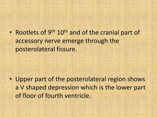 • Rootlets of 9th 10th and of the cranial part of
accessory nerve emerge through the
posterolateral fissure.
• Upper part of the posterolateral region shows
a V shaped depression which is the lower part
of floor of fourth ventricle.
 