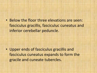 • Below the floor three elevations are seen:
fasciculus gracillis, fasciculuc cuneatus and
inferior cerebellar peduncle.
• Upper ends of fasciculus gracillis and
fasciculus cuneatus expands to form the
gracile and cuneate tubercles.
 