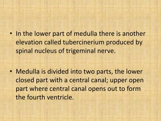 • In the lower part of medulla there is another
elevation called tubercinerium produced by
spinal nucleus of trigeminal nerve.
• Medulla is divided into two parts, the lower
closed part with a central canal; upper open
part where central canal opens out to form
the fourth ventricle.
 