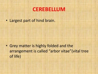 CEREBELLUM
• Largest part of hind brain.
• Grey matter is highly folded and the
arrangement is called “arbor vitae”(vital tree
of life)
 