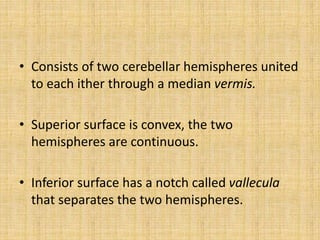 • Consists of two cerebellar hemispheres united
to each ither through a median vermis.
• Superior surface is convex, the two
hemispheres are continuous.
• Inferior surface has a notch called vallecula
that separates the two hemispheres.
 