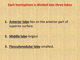 Each hemisphere is divided into three lobes
1. Anterior lobe-lies on the anterior part of
superior surface.
2. Middle lobe-largest
3. Flocculonodular lobe-smallest.
 