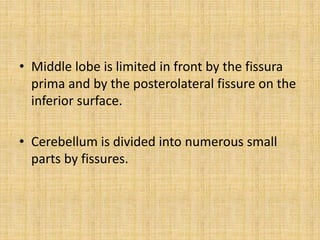 • Middle lobe is limited in front by the fissura
prima and by the posterolateral fissure on the
inferior surface.
• Cerebellum is divided into numerous small
parts by fissures.
 