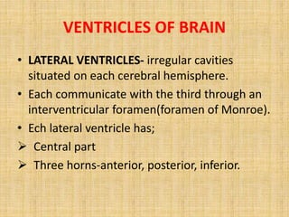VENTRICLES OF BRAIN
• LATERAL VENTRICLES- irregular cavities
situated on each cerebral hemisphere.
• Each communicate with the third through an
interventricular foramen(foramen of Monroe).
• Ech lateral ventricle has;
 Central part
 Three horns-anterior, posterior, inferior.
 