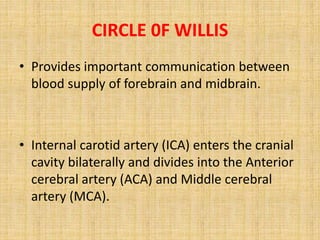 CIRCLE 0F WILLIS
• Provides important communication between
blood supply of forebrain and midbrain.
• Internal carotid artery (ICA) enters the cranial
cavity bilaterally and divides into the Anterior
cerebral artery (ACA) and Middle cerebral
artery (MCA).
 