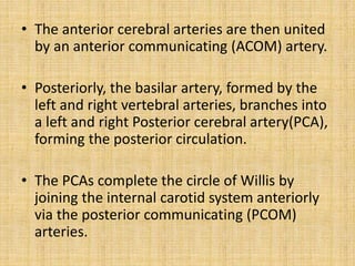 Anatomy of brain | PPTX