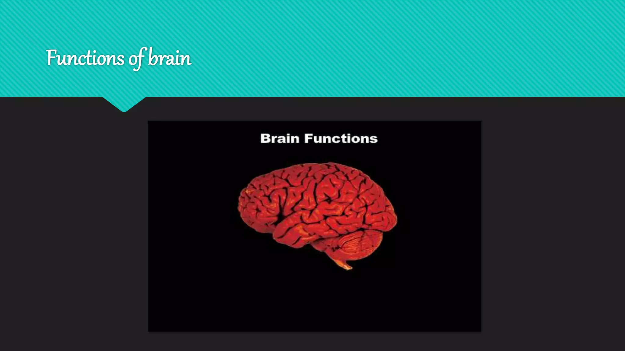 Anatomy of brain | PPTX
