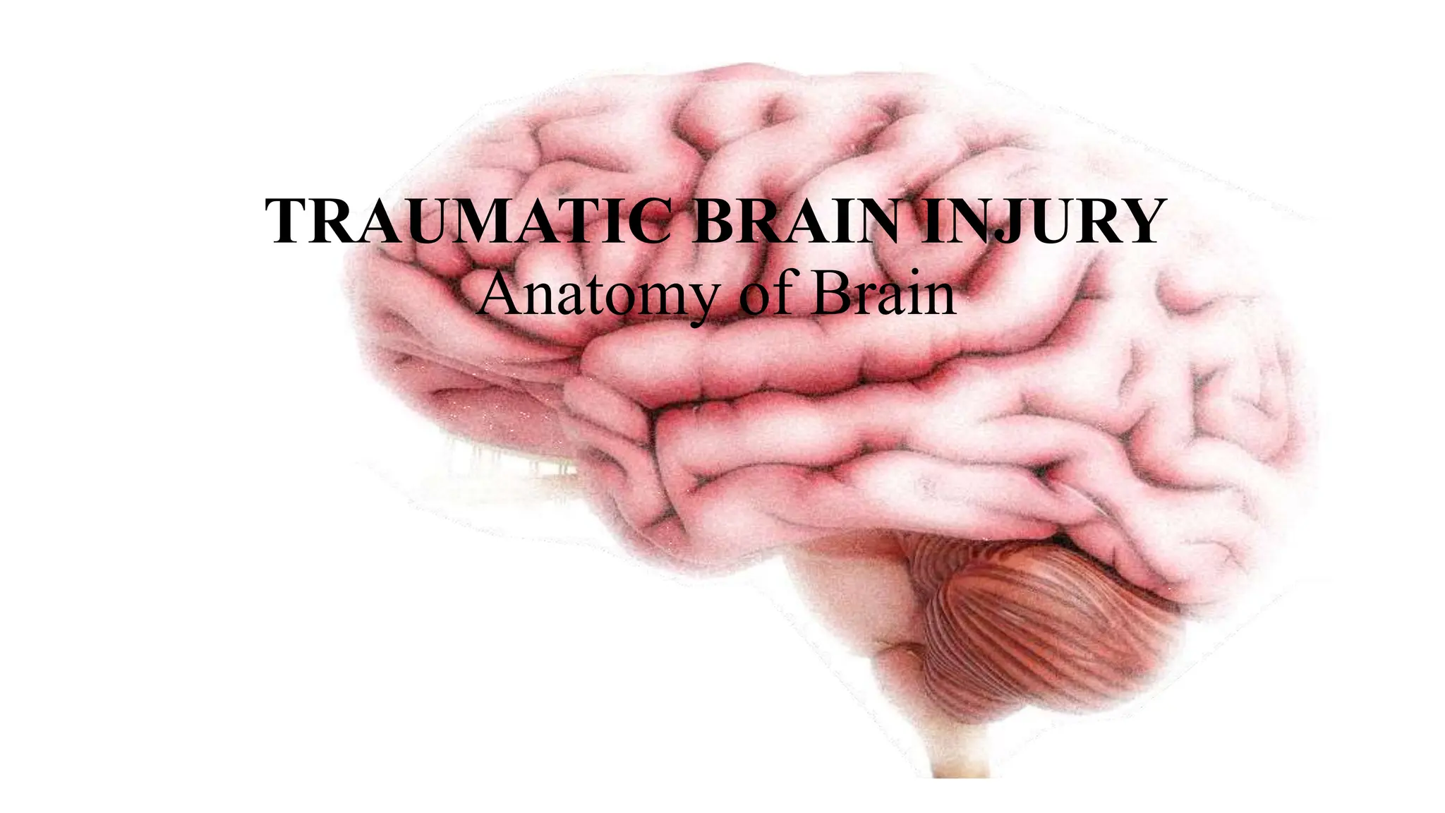 Anatomy of Brain - Traumatic Brain Injury | PPT