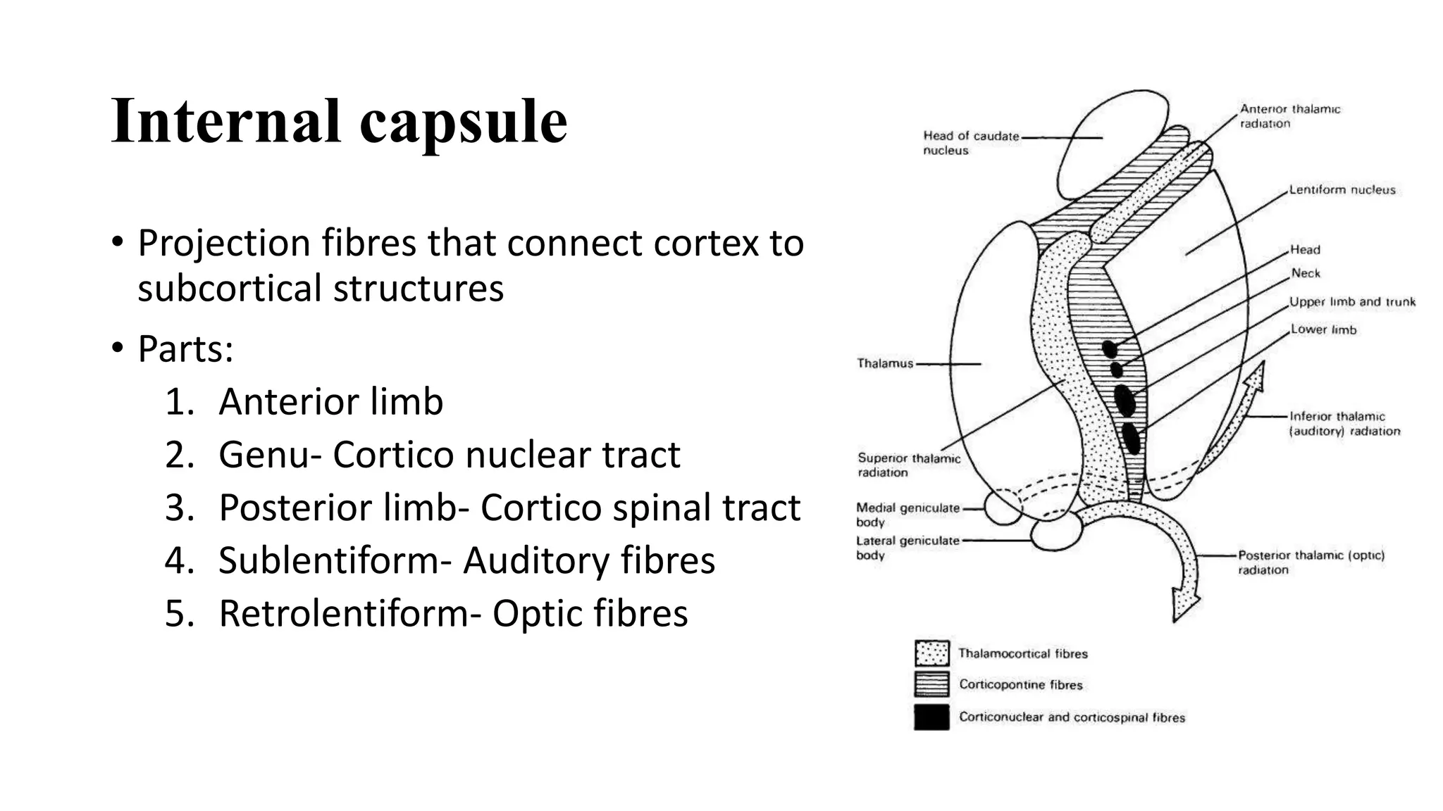 Cortex Capule Anatomy of Brain - Traumatic Brain Injury | PPTX