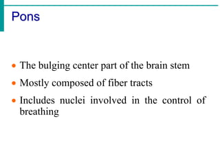 Anatomy of brain and Spinal cord (nervous system .ppt