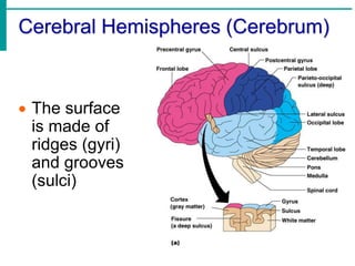 Anatomy of brain and Spinal cord (nervous system .ppt