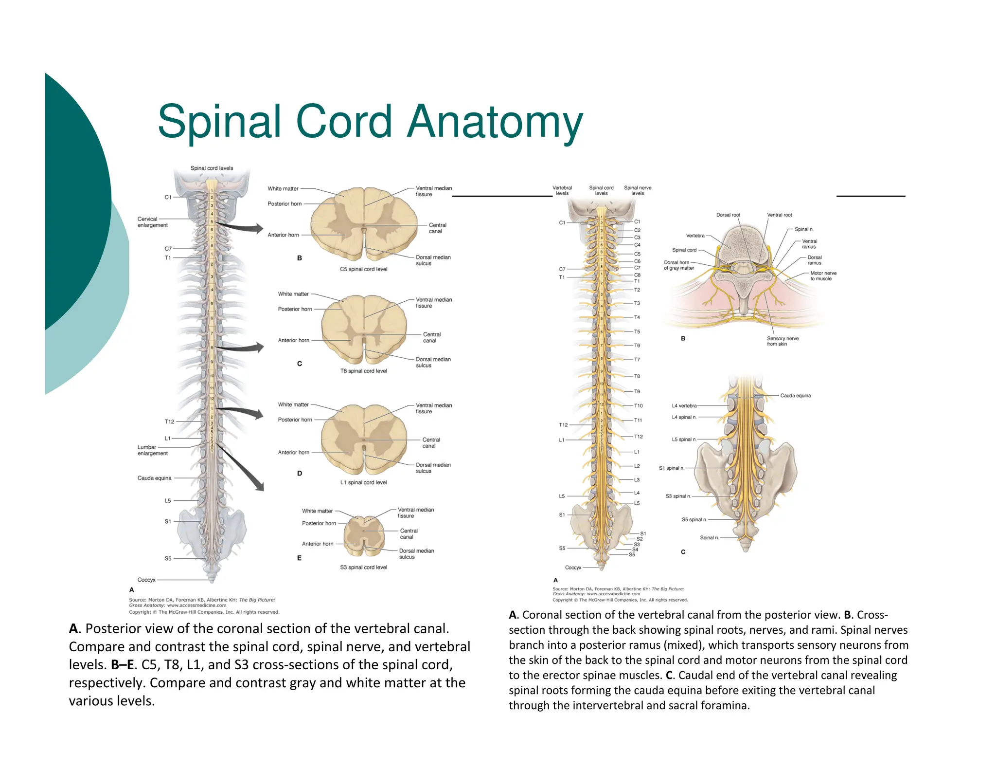 T8 Innervation Anatomy of Brain and the Nervous System.pdf
