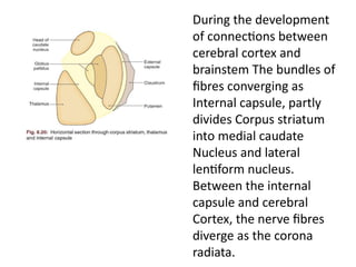 Comprehensive Overview of Human Brain Anatomy and Development | PPTX
