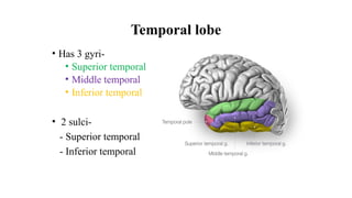 Lower Temporal Anatomy of Brain CT and MRI of brain.pptx