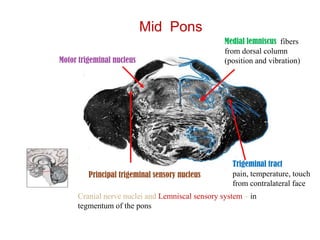 Cranial  Nerves  of  Lower  Pons<br />Vestibular Nuclei <br />Pure sensory  lateral location    <br />Balance<br />