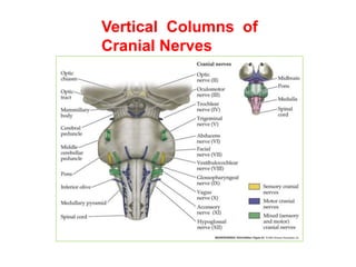 Ventral – Lateral  View<br />Midbrain<br />Cerebral peduncles<br />Pons<br />Basis pontis<br />Medulla<br />