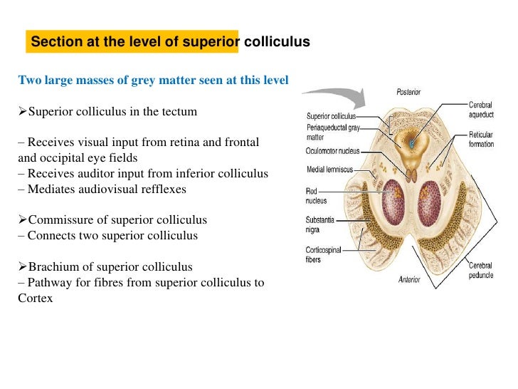 Anatomy of brainstem Anatomy of brainstem
